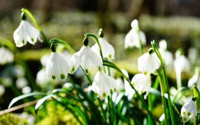 Fresh Ideas for Celebrating Spring in Your Library